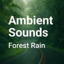 Forest Rain album cover